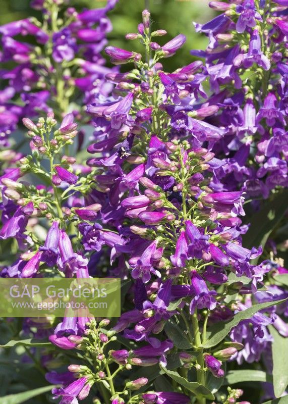 Penstemon barbatus Pristine Lila Purple, summer August