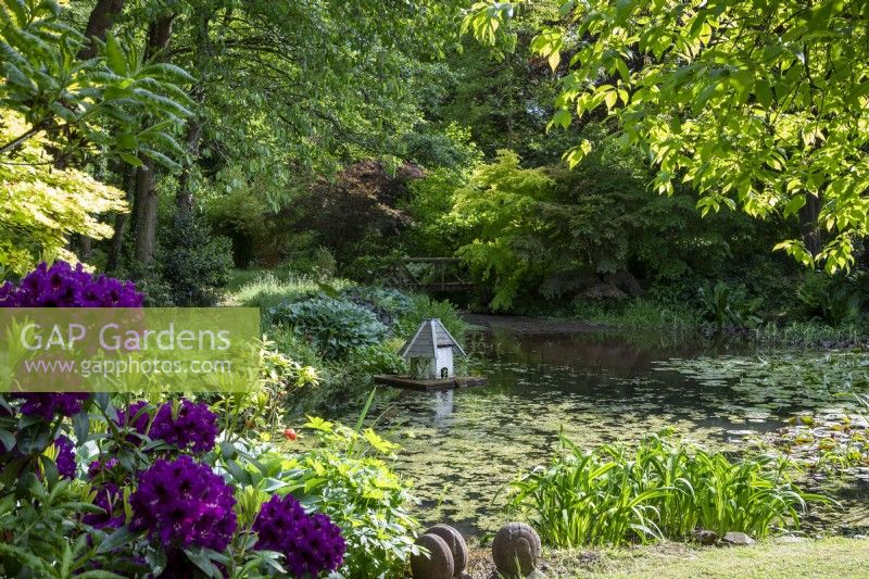 Verdant wildlife pond in a shady garden with marginal planting of Hostas, iris and Azaleas.  Ornate floating duck house amongst the lily pads