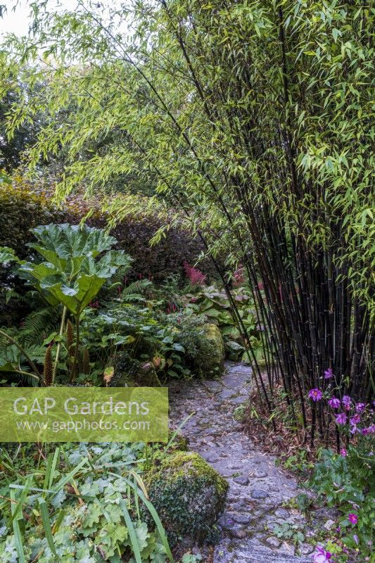 Rustic cobbled path through lush shady garden, with bamboos and autumnal planting