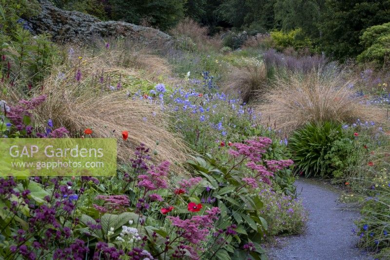 Path winding through summer borders with drifts of Chionochloa rubra, Red Tussock Grass, Rodgersia pinnata 'Chocolate Wing' and a mix of annuals and perennials.