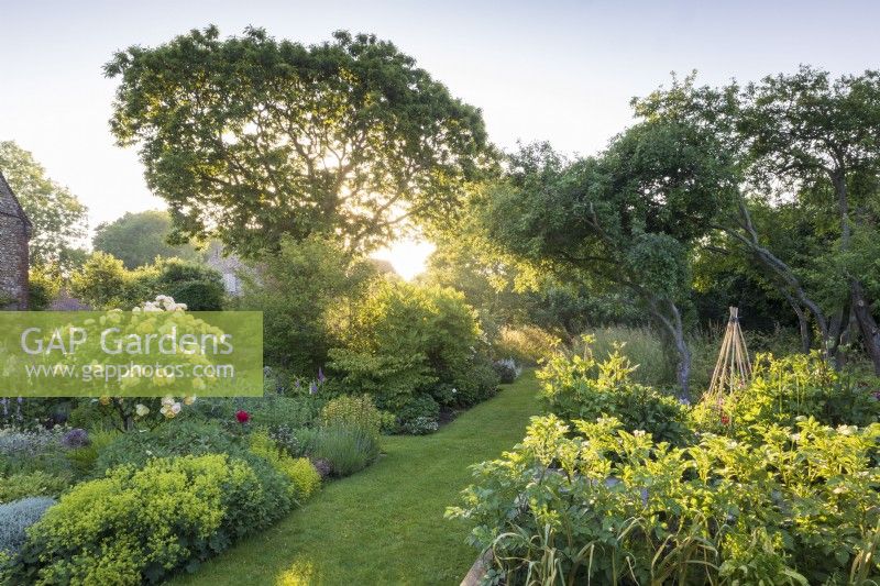 View down the kitchen garden with the house on the left as the sun rises through the Spanish chestnut tree, Castanea sativa. Herb border features Rosa 'Graham Thomas' as a standard in with Alchemilla mollis, various sages, Salvia cvs, golden marjoram, chives, and artichokes. Vegetables beds include potatoes catching the early morning sunlight.