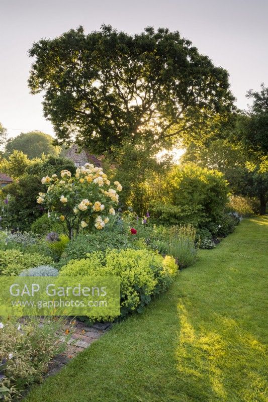 View down the garden with the house on the left as the sun rises through the Spanish chestnut tree, Castanea sativa. Featuring Rosa 'Graham Thomas' as a standard in the centre of the herb border, and R. 'Mme. Alfred Carriere' in the left hand border. Also including Alchemilla mollis, santolina, various sages, Salvia cvs, golden marjoram, chives, and artichokes. Tree peony catching the sunlight in the background.