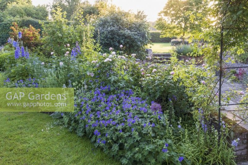 Cool colours in mixed border in early sunlight with various roses including Rosa 'Souvenir de St. Anne's', and Geranium 'Johnson's Blue', Stachys byzantina and delphiniums .
