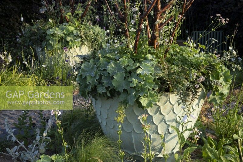 Painted pale green patterned container with multi-stemmed Prunus serrula - Tibetan cherry tree underplanted with Alchemilla mollis