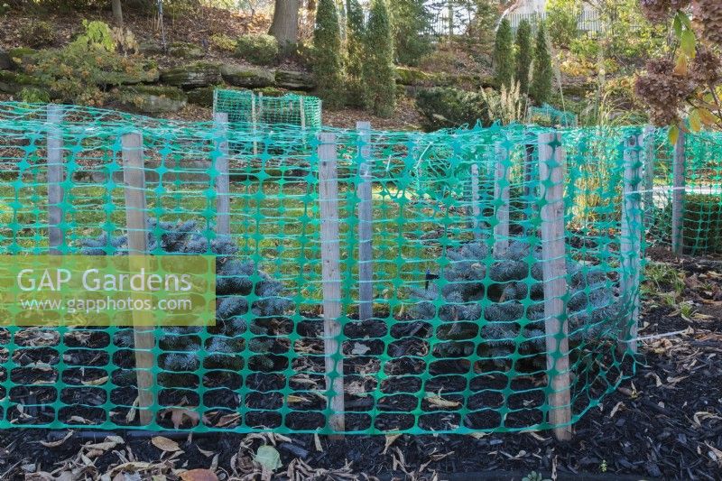 Picea glauca - Blue Colorado Spruce trees protected with  green plastic mesh fence to prevent branches from breaking from accumulated heavy ice and snow in winter, Quebec, Canada. 