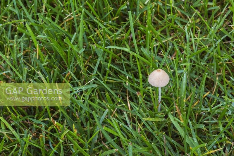 Gastrocybe lateritia - Bean Sprout Mushroom growing in overwatered Poa pratensis - Kentucky Bluegrass lawn in summer.