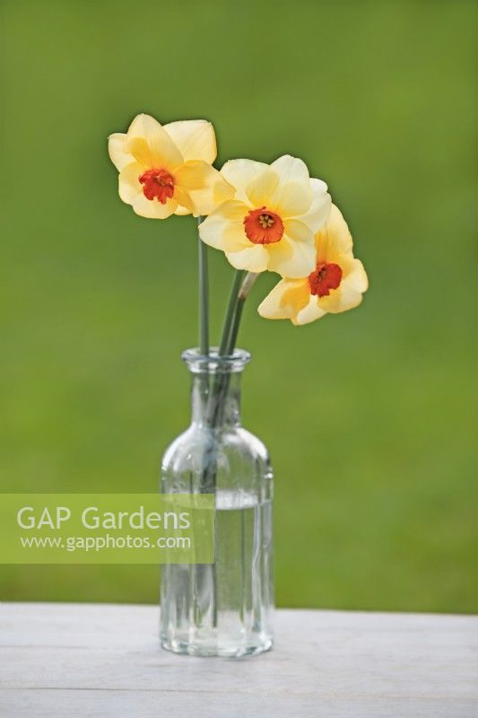 Narcissus 'Altruist' - Daffodil - March