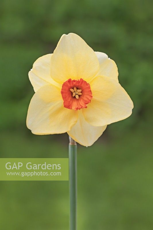 Narcissus 'Altruist' - Daffodil - March 