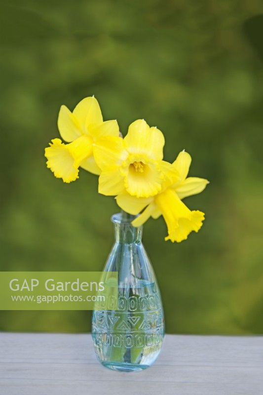 Narcissus  'Sabatini' - Daffodil - March