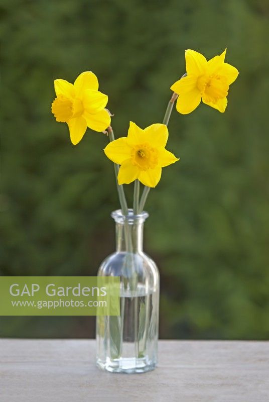 Narcissus  'Dutch Master' - Daffodil - March