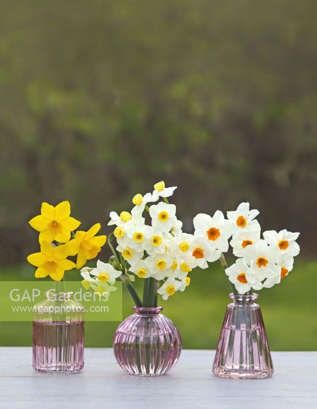 Assorted Narcissus in coloured vases - Daffodil - March