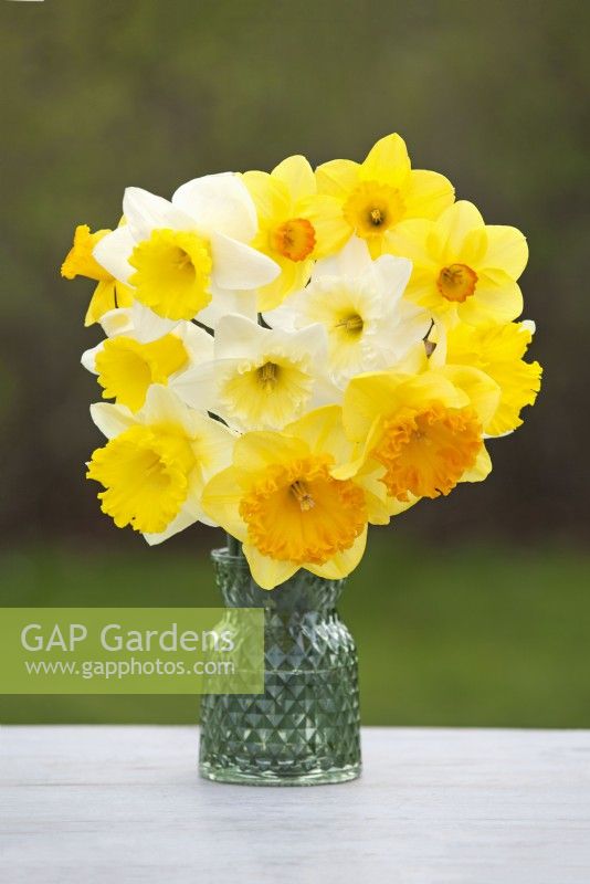 Assorted Narcissus in green vase - Daffodil - March