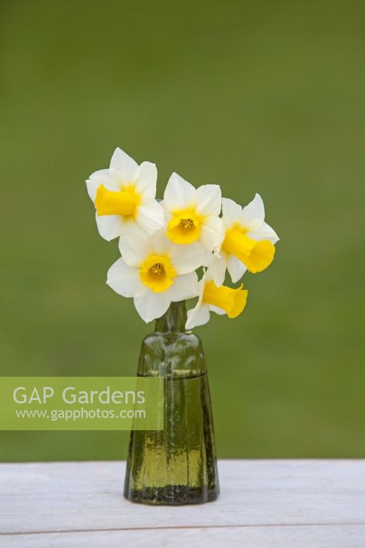 Narcissus  'Golden Echo' - Daffodil - March 