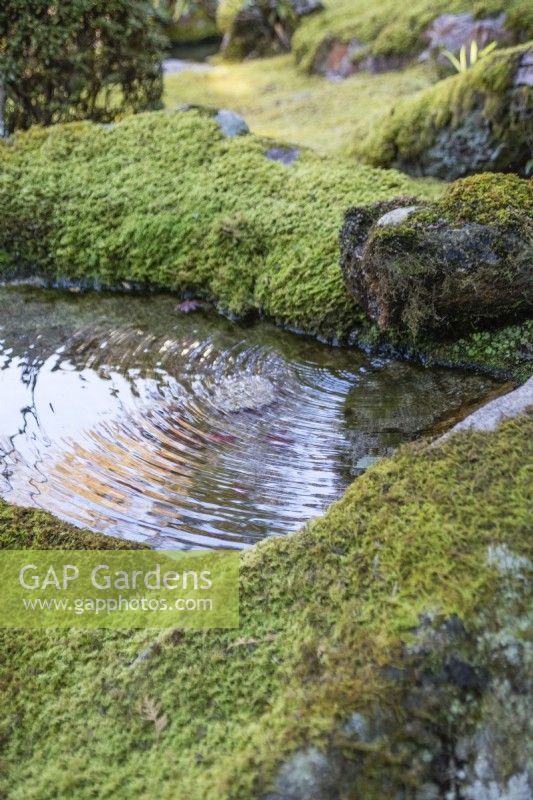 Water percolating through moss to create a ripple in a small pool. 