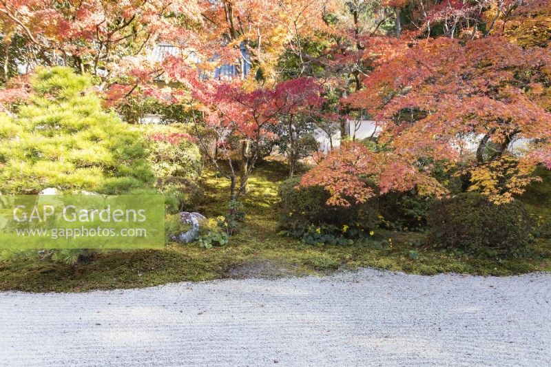 Raked gravel area with acers behind in autumn colour growing through groundcover of moss.