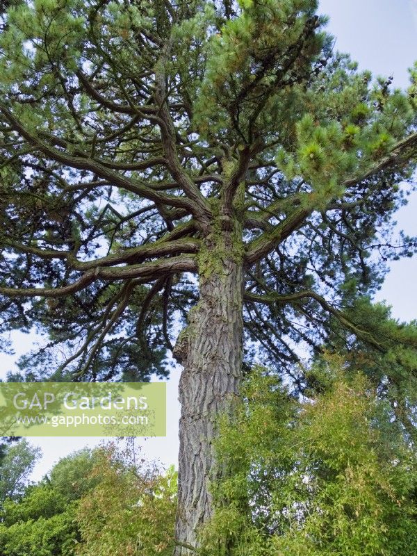 Pinus radiata syn. Monterey pine