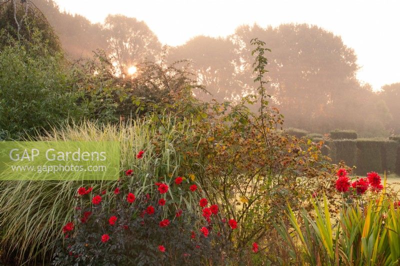 Red Dahlias, ''Bishop of Llandaff' and 'Babylon Red' and Miscanthus in a border at Waterperry Gardens
