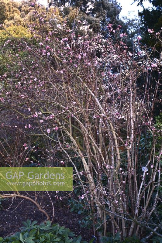 Winter flowering multi-stemmed Viburnum bodnantense with pink flowers. February