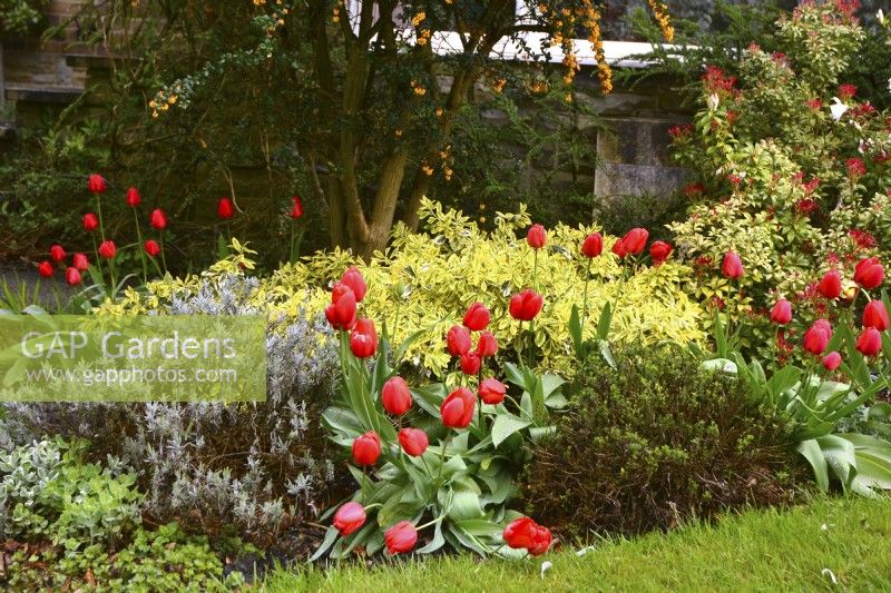 Early spring plantings in front of the house including: Berberis darwinii, , red tulips, yellow Euonymus fortunei, Lavandula, Pieris. April
