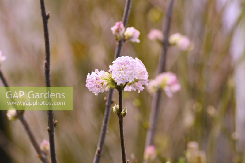 Winter flowering Viburnum bodnantense  'Charles Lamont' with pink flowers. February