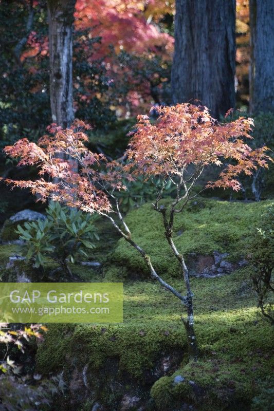 Small backlit acer growing through moss. 