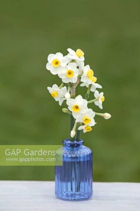 Narcissus  'Avalanche' - Daffodil - March 