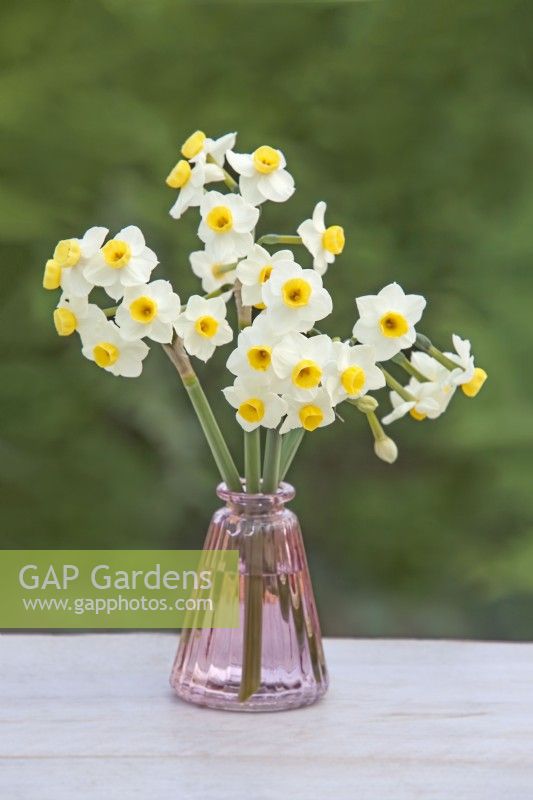 Narcissus 'Avalanche' - Daffodil - March