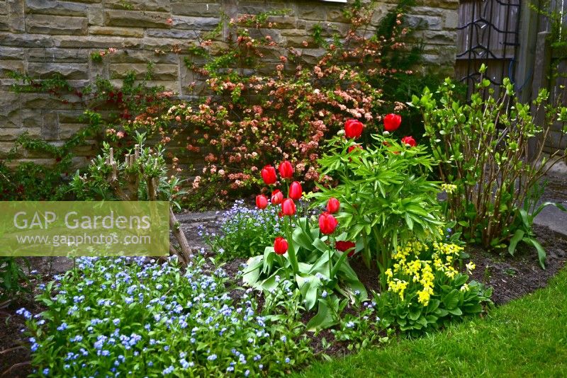 Early spring planting tulips, peony, forget-me-nots, primulas and flowering Chaenomeles  trained on wall.  April
