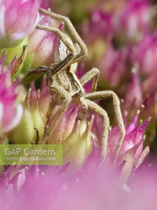 Pisaura mirabilis - Nursery web spider hunting on Sedum flowers