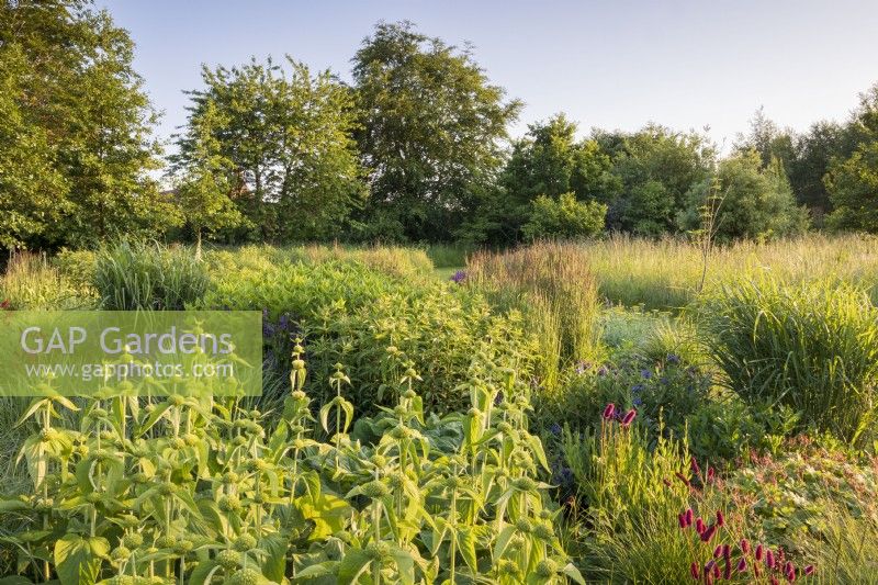 Perennial meadow with Phlomis fruticosa in bud, foliage of Eragrostis spectabilis, and Sanguisorba officinalis 'Red Thunder' in foreground, Miscanthus, Salvia sylvestris 'Mainacht', and Calamagrostis acutiflora 'Karl Foerster' behind, and wildflower meadow at back.