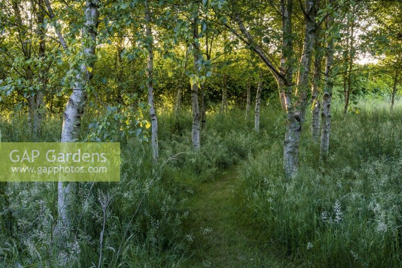 Grass pathway through the Friends Wood as the sun goes down. Planted with silver birch, Betula pendula. Wild grasses underneath.