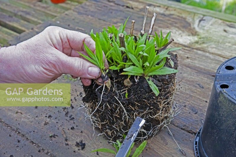 Seqence - taking basal cuttings off a clump of Helenium. Step # 1 