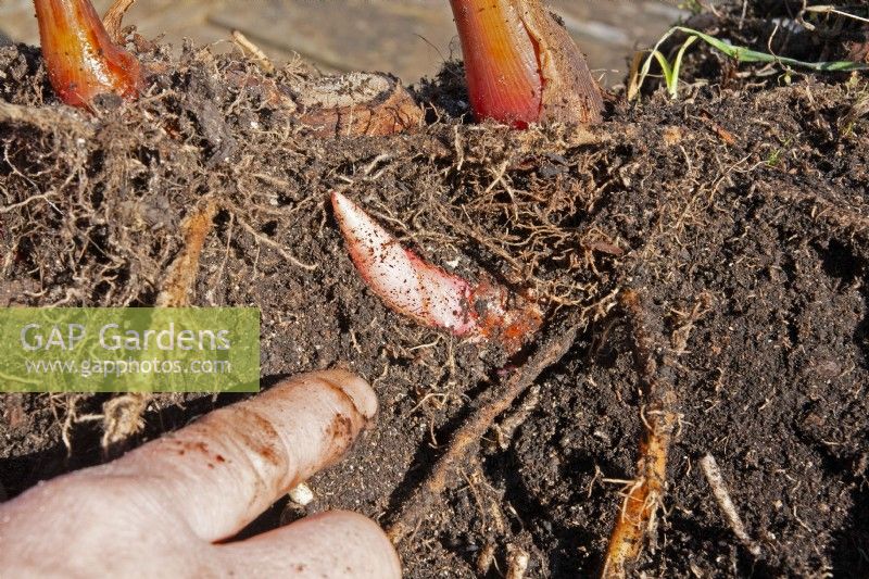 Potting up a Hedychium gardnerianum Kahili Ginger Lily sequence #2 Removed from pot and new growth inspection