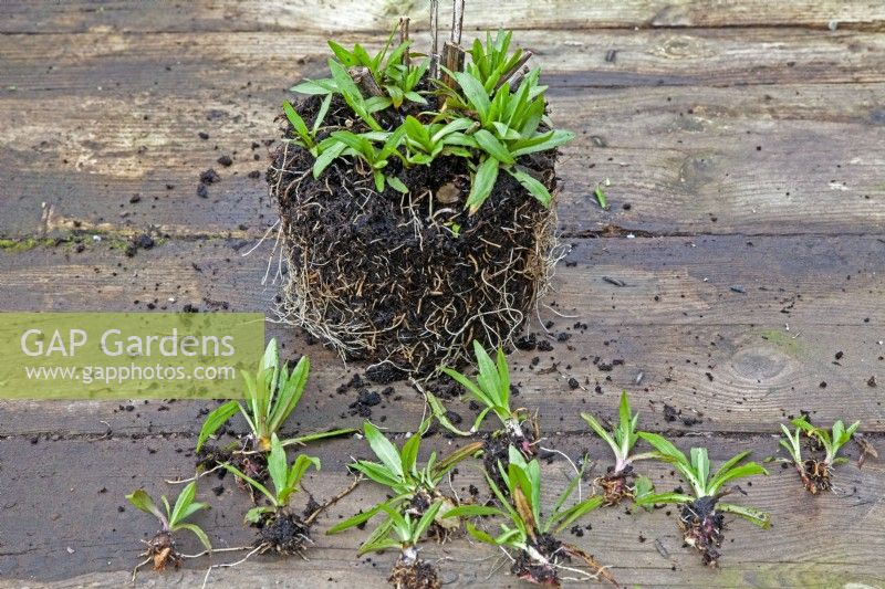 Seqence - taking basal cuttings off a clump of Helenium. Step # 2 