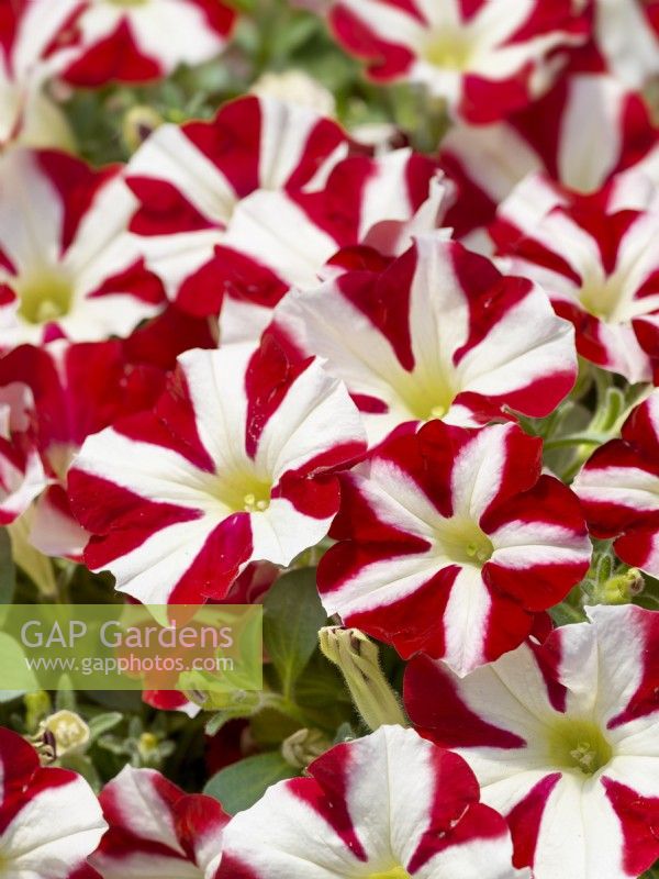 Petunia Peppy Hot Red, summer August