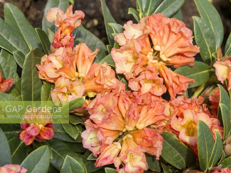 Rhododendron Hybride Orange Flirt, summer June