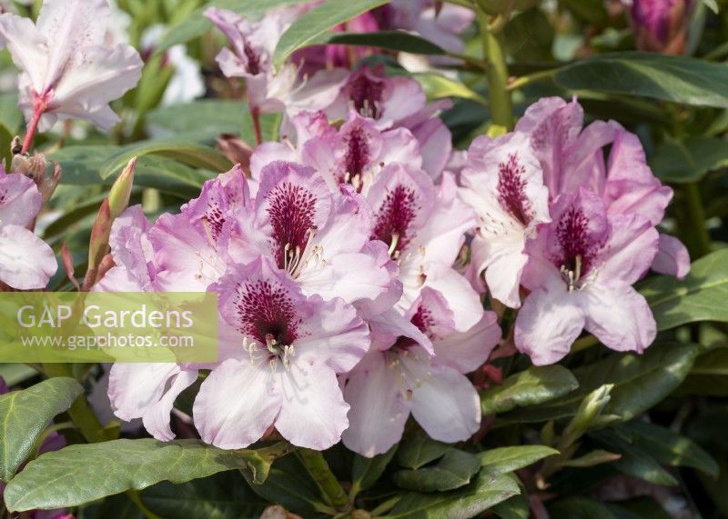 Rhododendron Hybrid Herbstfreude, summer June