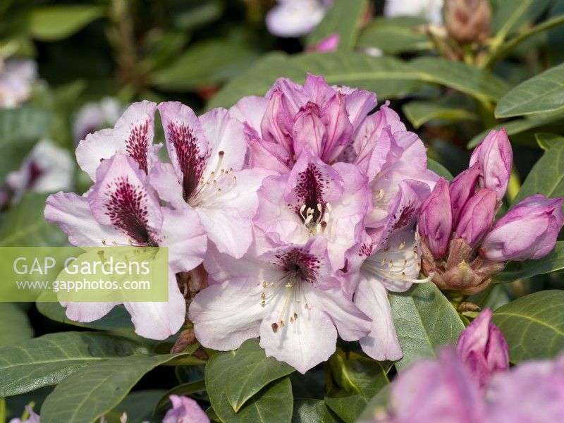 Rhododendron Hybrid Herbstfreude, summer June