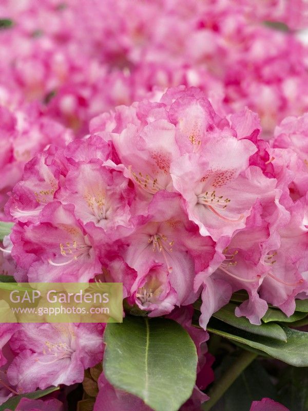 Rhododendron Hachmanns Marlis, spring May