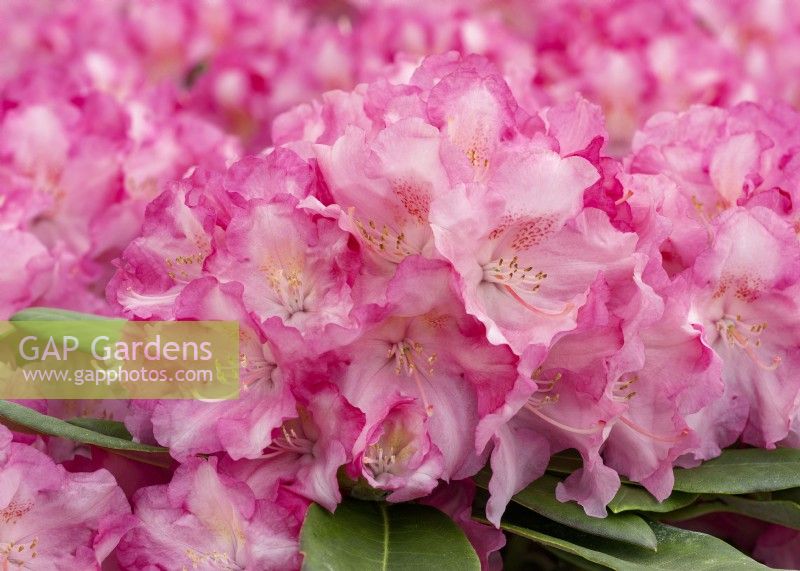 Rhododendron Hachmanns Marlis, spring May