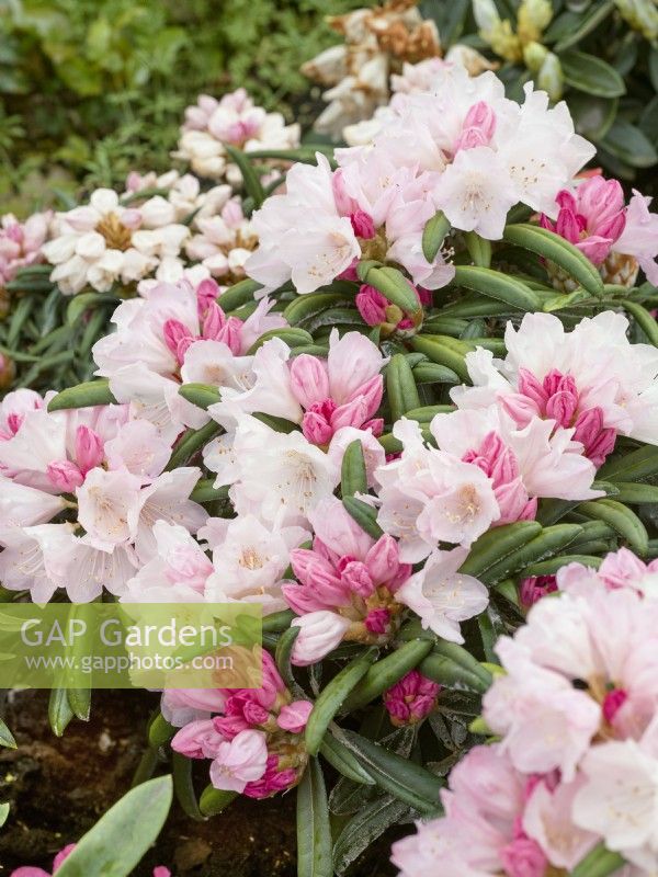 Rhododendron makinoi Makiyak, spring May