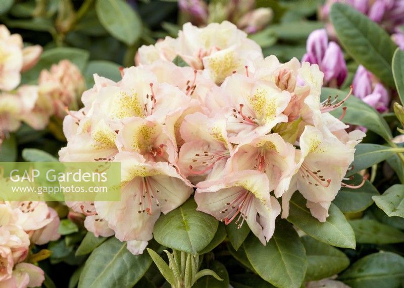 Rhododendron wardii Belkanto, spring May