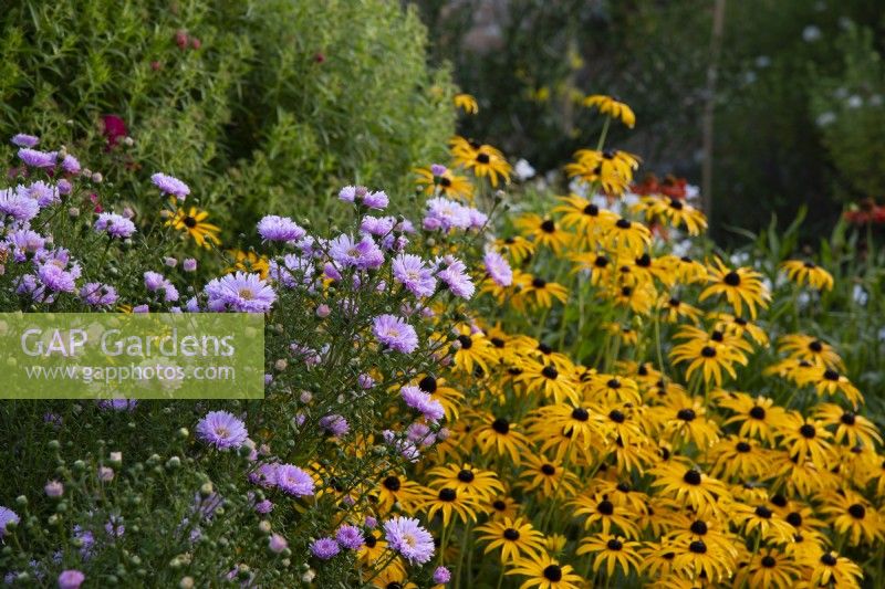 Aster 'Harrington's Pink' and Rudbeckia in the long border in autumn at Waterperry Gardens.