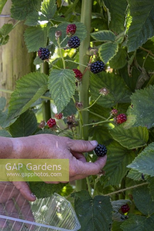 Picking blackberries in late summer