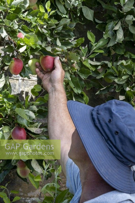 Picking ripe apples, late summer