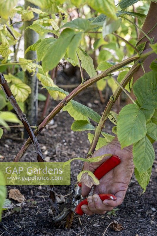 Cutting back old canes on raspberry plant