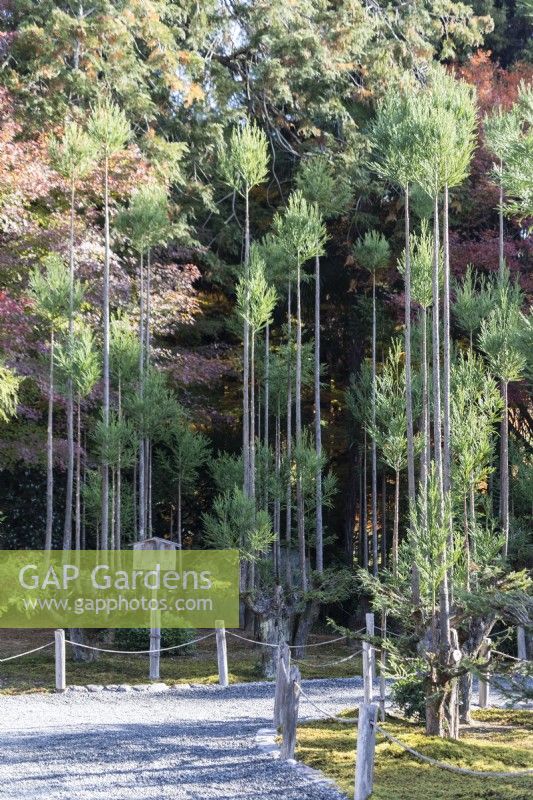 Nursery area of the garden with pruned and pollarded Cryptomeria  trees growing muliti-stemmed on trunk to create straight upright branches with little foliage. This method is called Daisugi in Japanese which translates as platform Cedar.