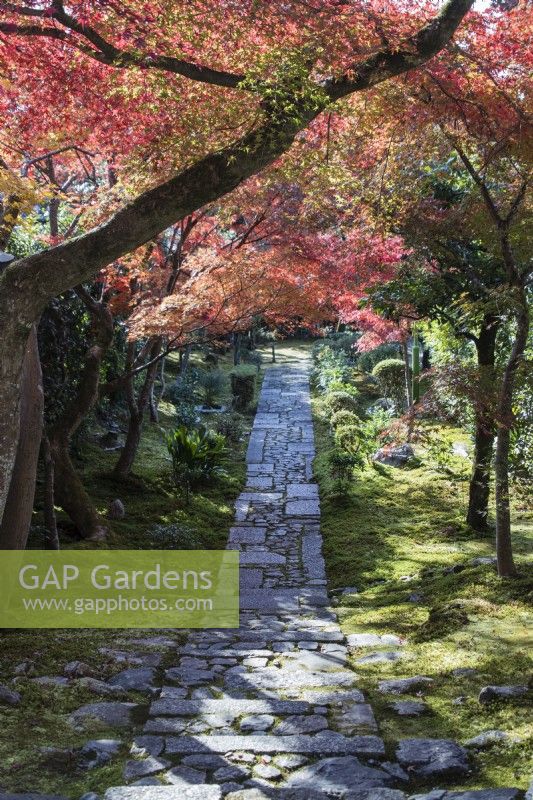 Cobbled and paved path leading into the Landscaped Garden area. Acers growing through moss groundcover  in autumn colour overhanging path.