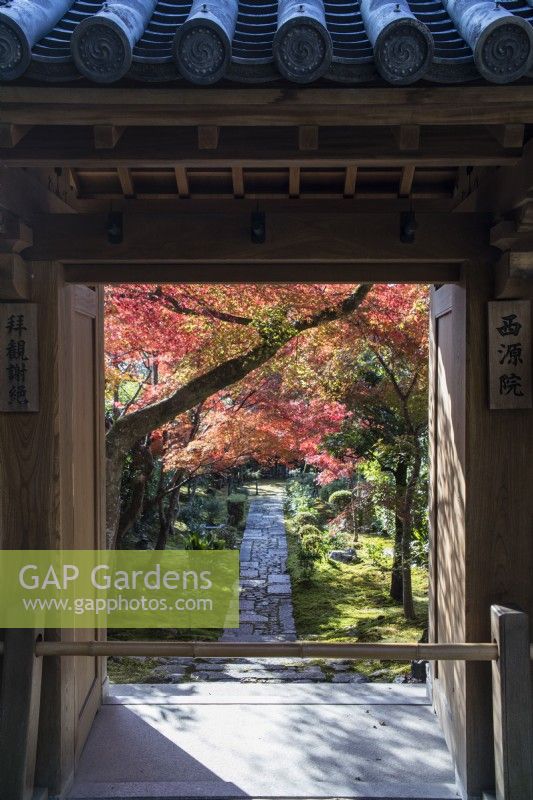 View through wooden arch of temple building to cobbled and paved path leading into the Landscaped garden area. Acers growing through moss groundcover in autumn colour overhanging path. 