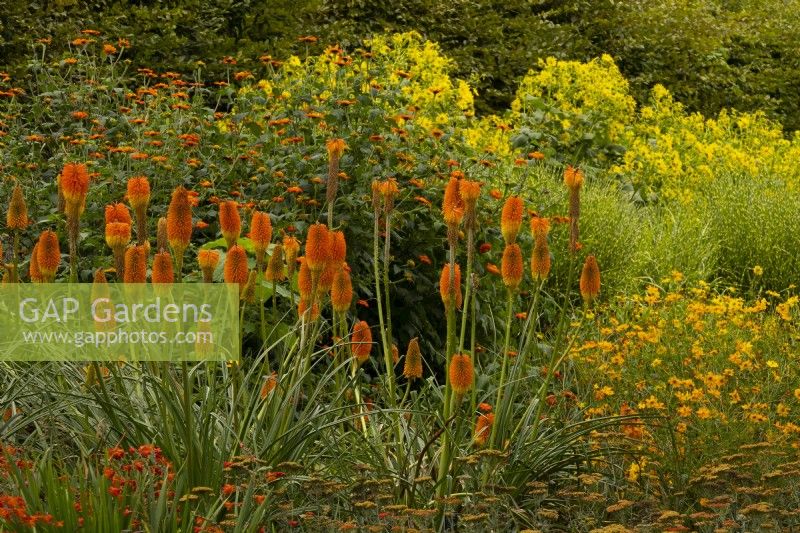 A hot border of yellow and orange flowers, featuring Kniphofia uvaria 'Maxima'